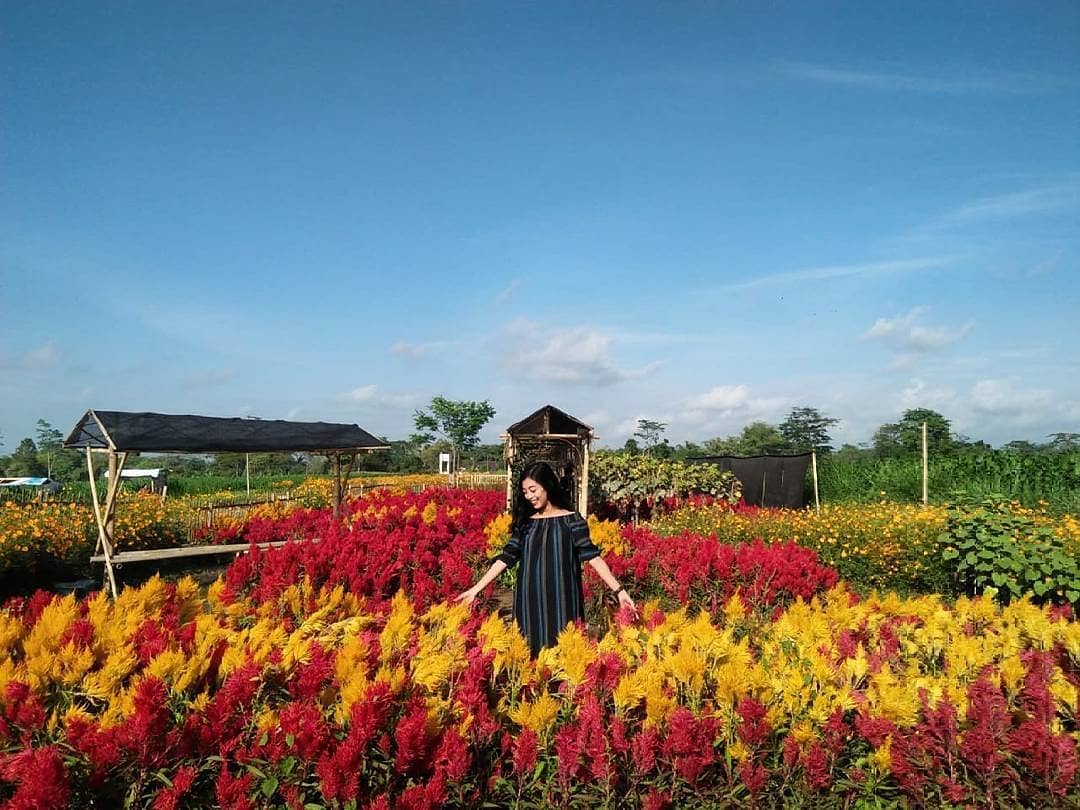 Wisata Baru 2019 di Klaten; Taman Bunga Kebon Asri. Tiket